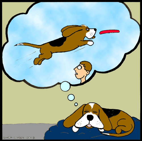 Basset Hound dreams