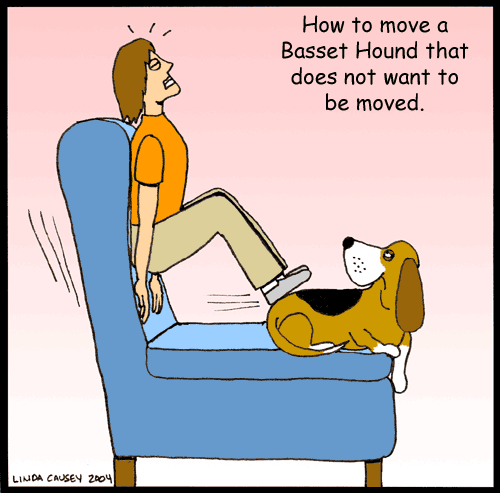 Moving a Basset Hound